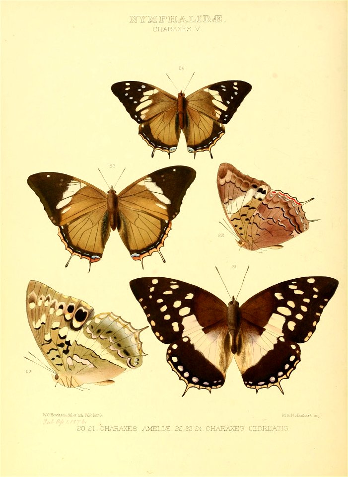 Illustrations of new species of exotic butterflies Charaxes V
