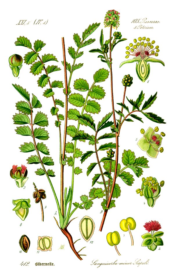Illustration Sanguisorba minor0 clean