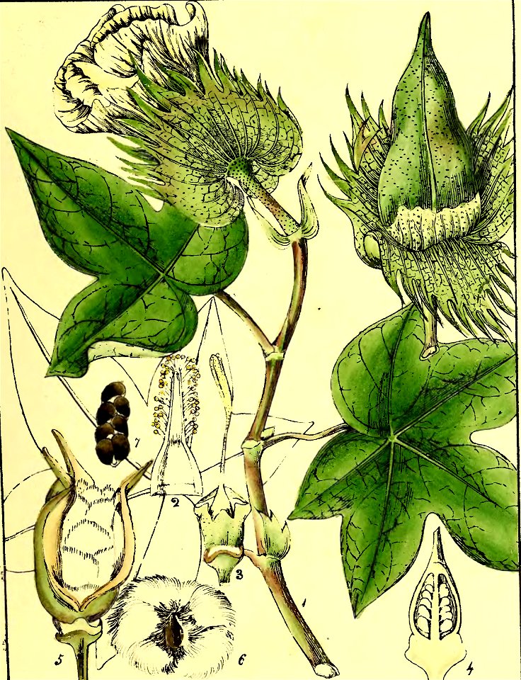 Illustrations of Indian Botany, Vol. 1 (page 149 crop)