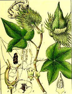 Illustrations of Indian Botany, Vol. 1 (page 149 crop)