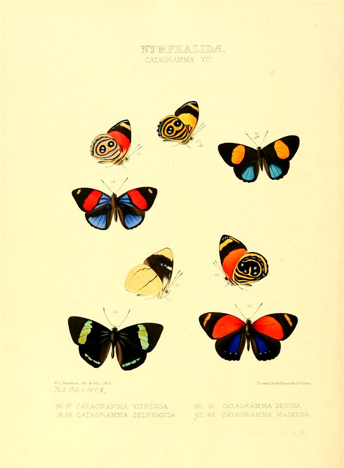 Illustrations of new species of exotic butterflies Catagramma VIII