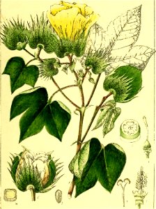 Illustrations of Indian Botany, Vol. 1 (page 155 crop)