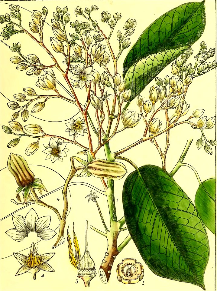 Illustrations of Indian Botany, Vol. 1 (page 195 crop)
