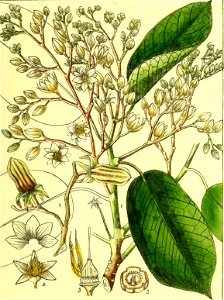 Illustrations of Indian Botany, Vol. 1 (page 195 crop)