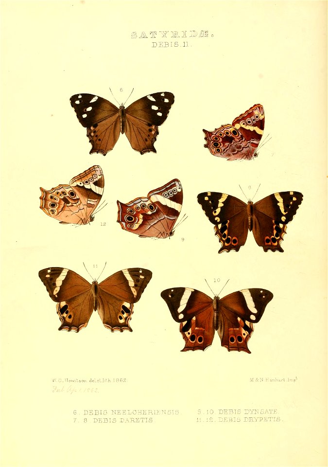 Illustrations of new species of exotic butterflies Debis II