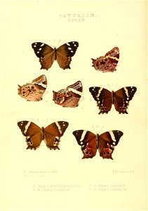 Illustrations of new species of exotic butterflies Debis II