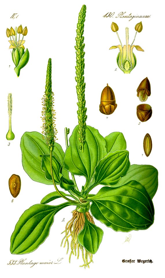 Illustration Plantago major0 clean