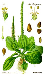 Illustration Plantago major0 clean