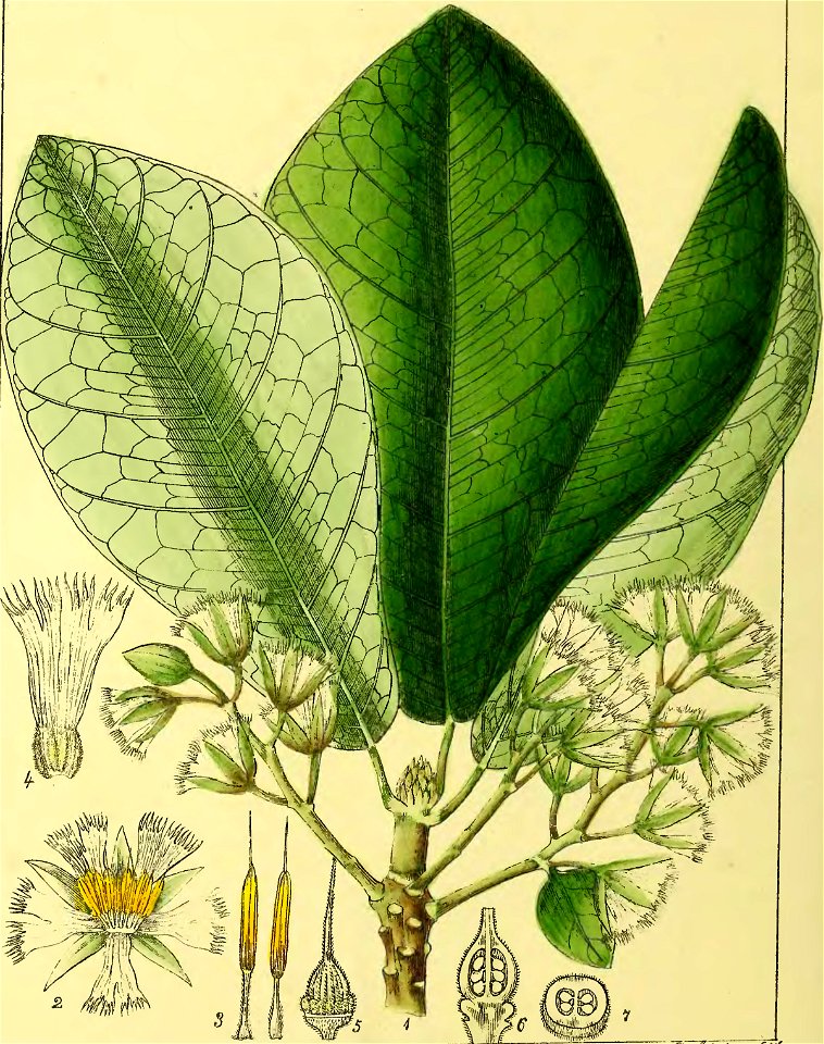 Illustrations of Indian Botany, Vol. 1 (page 190 crop)
