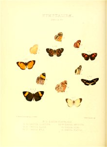 Illustrations of new species of exotic butterflies Eresia VII