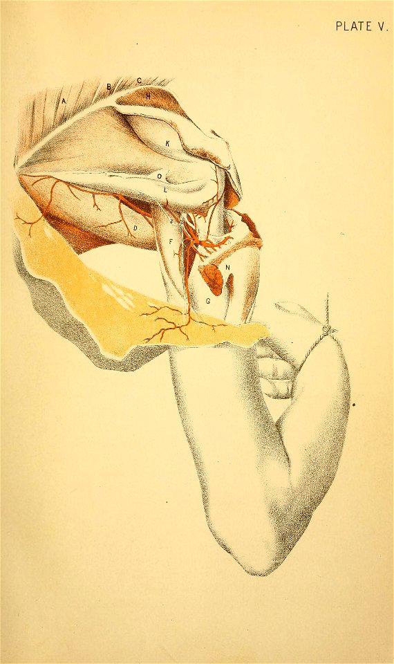 Illustrations of Dissections Plate 05 shoulder
