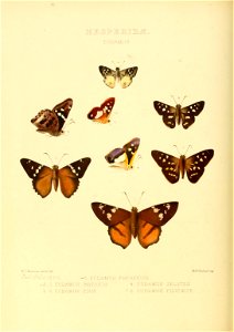 Illustrations of new species of exotic butterflies Eudamus I