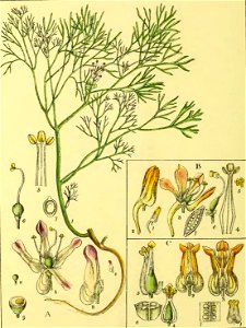 Illustrations of Indian Botany, Vol. 1 (page 82 crop)