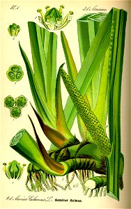Illustration Acorus calamus0
