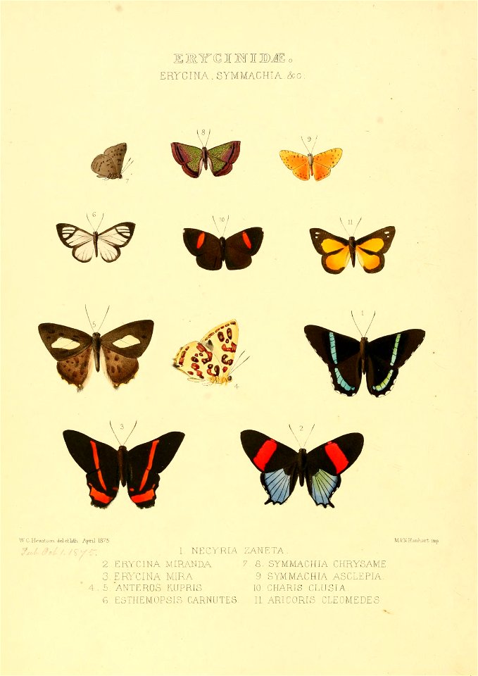 Illustrations of new species of exotic butterflies Erycina, Symmachia, &c