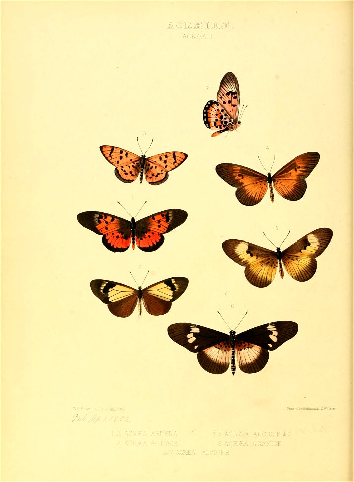 Illustrations of new species of exotic butterflies Acræa I