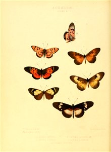 Illustrations of new species of exotic butterflies Acræa I