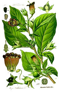 Illustration Atropa bella-donna0 clean