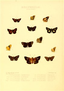 Illustrations of new species of exotic butterflies Cyclopides