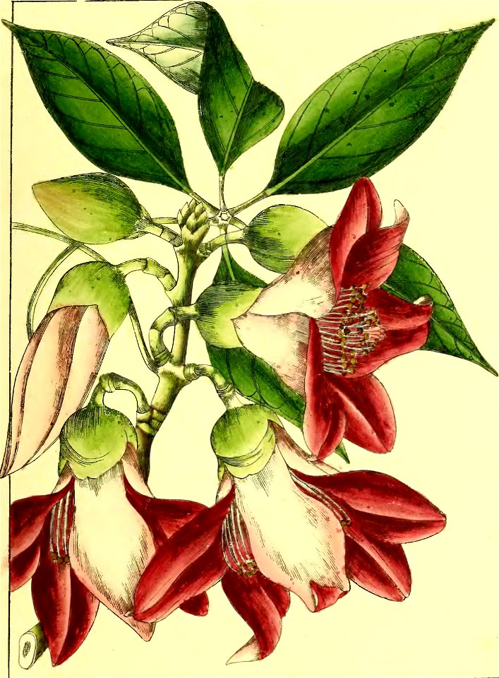 Illustrations of Indian Botany, Vol. 1 (page 163 crop)