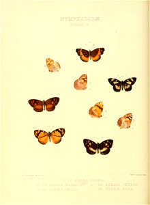 Illustrations of new species of exotic butterflies Eresia IV