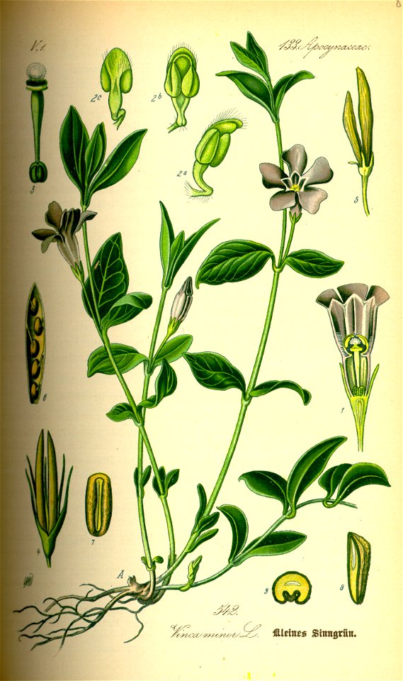 Illustration Vinca minor0
