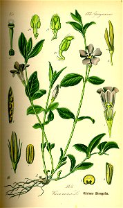 Illustration Vinca minor0