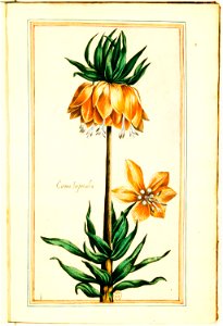 Illustrations de Le Jardin du très chrestien Henry IV.f02