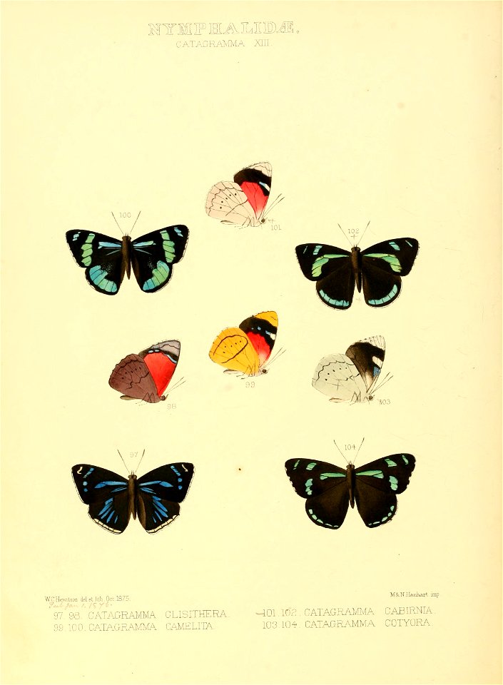Illustrations of new species of exotic butterflies Catagramma XIII
