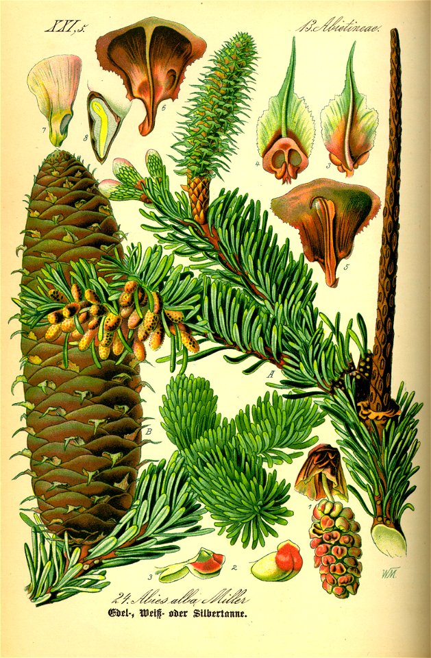 Illustration Abies alba0