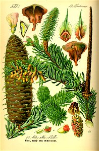 Illustration Abies alba0