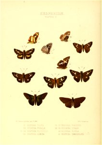 Illustrations of new species of exotic butterflies Hesperia IV