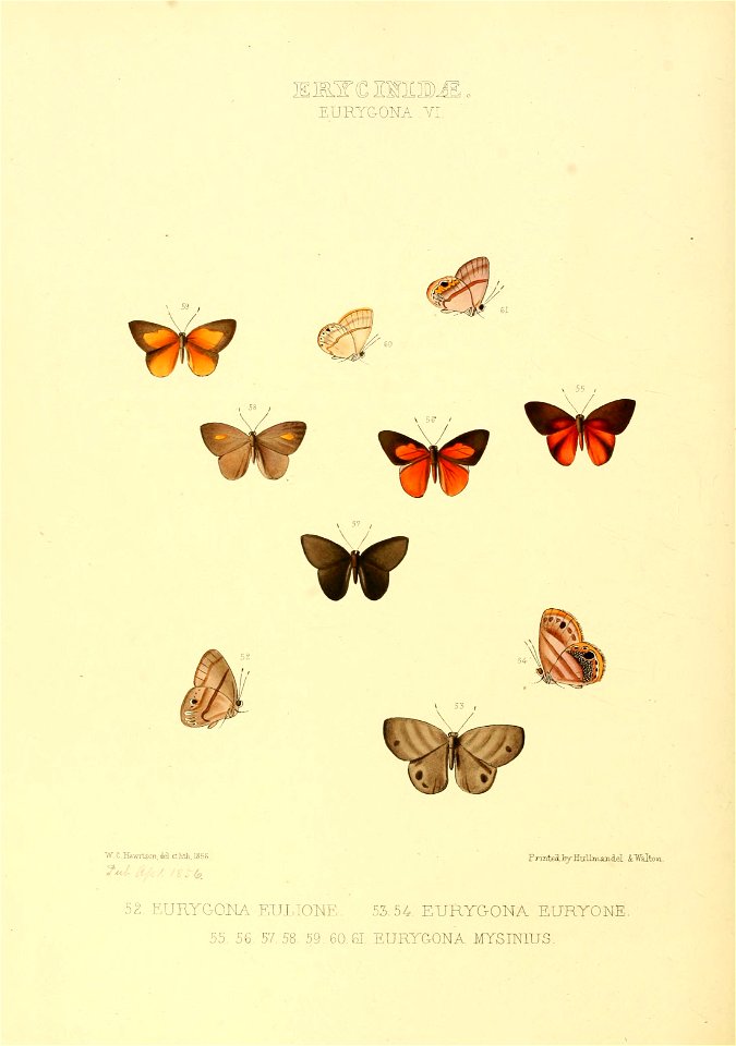 Illustrations of new species of exotic butterflies Eurygona VI