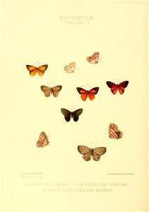 Illustrations of new species of exotic butterflies Eurygona VI