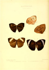 Illustrations of new species of exotic butterflies Idiomorphus