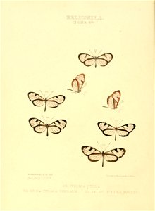 Illustrations of new species of exotic butterflies Ithomia XVII