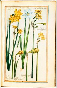 Illustrations de Le Jardin du très chrestien Henry IV.f14