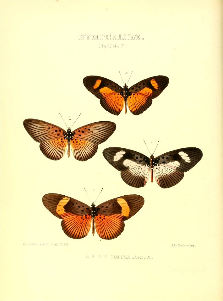 Illustrations of new species of exotic butterflies Diadema III