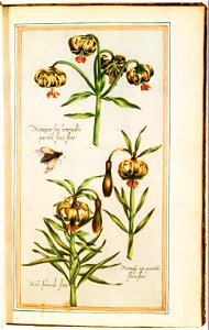 Illustrations de Le Jardin du très chrestien Henry IV.f22