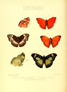 Illustrations of new species of exotic butterflies Harma VI & Euryphene X