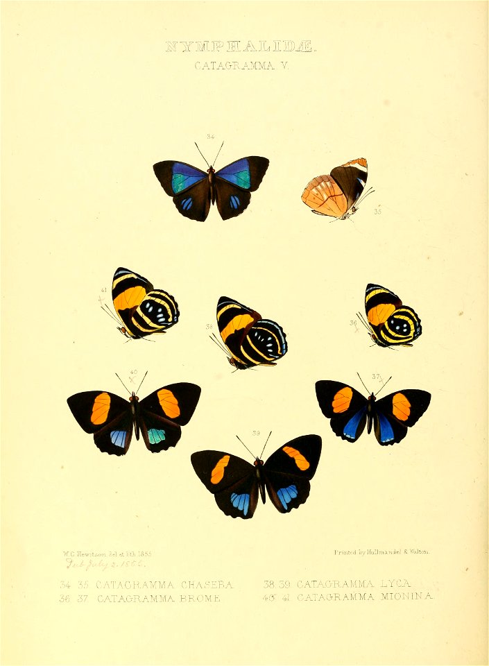 Illustrations of new species of exotic butterflies Catagramma V