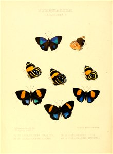 Illustrations of new species of exotic butterflies Catagramma V