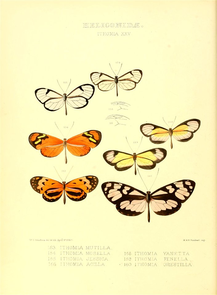 Illustrations of new species of exotic butterflies Ithomia XXV - Free ...