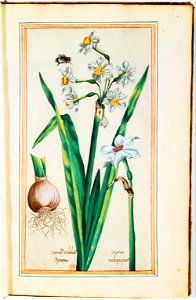 Illustrations de Le Jardin du très chrestien Henry IV.f11