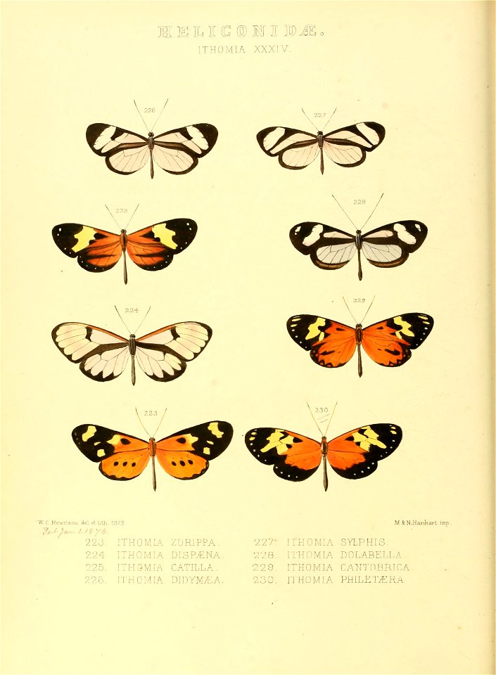 Illustrations of new species of exotic butterflies Ithomia XXXIV