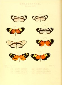 Illustrations of new species of exotic butterflies Ithomia XXXIV