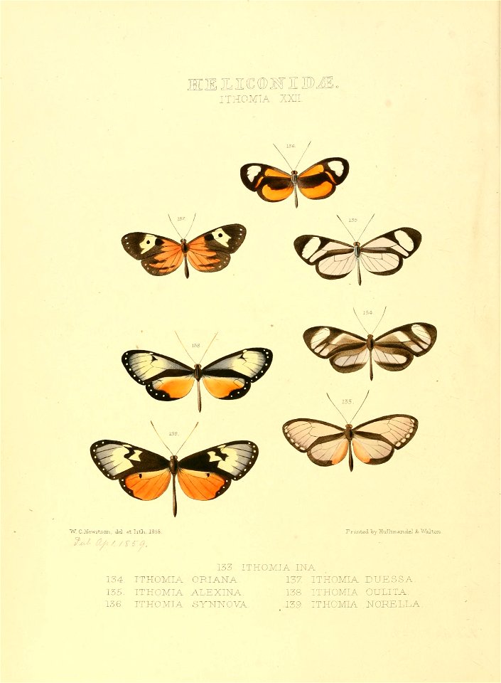 Illustrations of new species of exotic butterflies Ithomia XXII