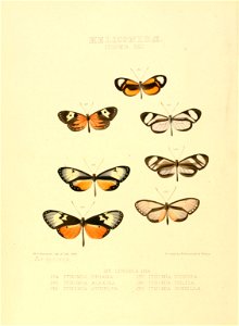Illustrations of new species of exotic butterflies Ithomia XXII