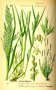 Illustration Chamagrostis minima0