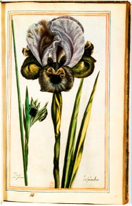 Illustrations de Le Jardin du très chrestien Henry IV.f34